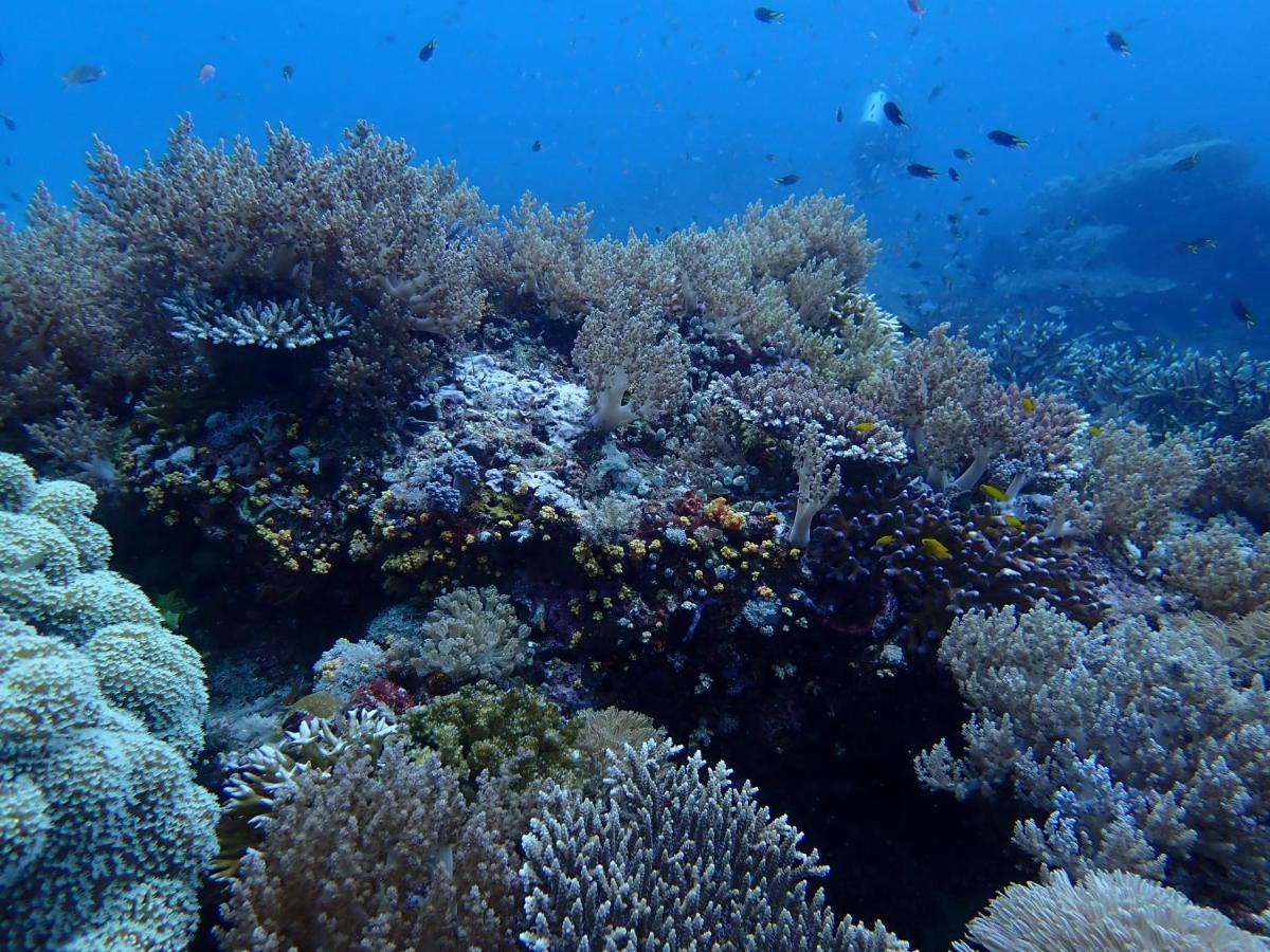 Hotel Happy Dive Retreat Fka Ankermi Happy Dive Hitokalak Exterior foto